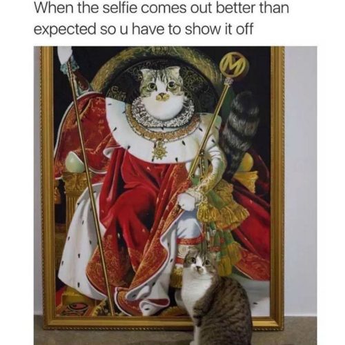 50 Funniest Cat Memes