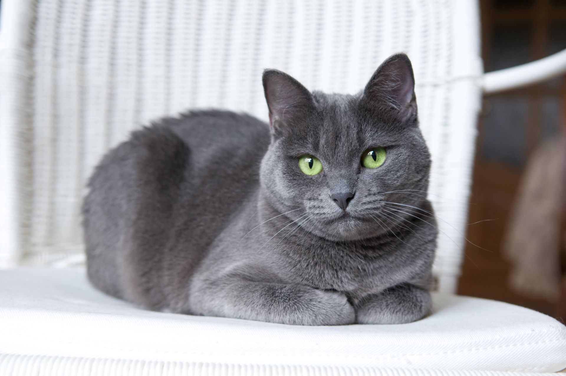 CUTEST CAT BREEDS IN THE WORLD: TOP 5