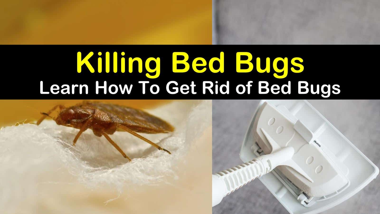 HOW TO GET RID OF BEDBUGS FAST